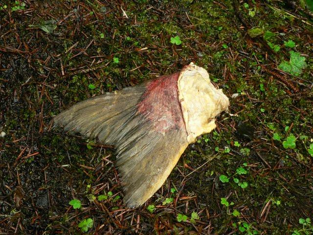 Alaskan Cruise: Mendenhall's East Glacier Trail