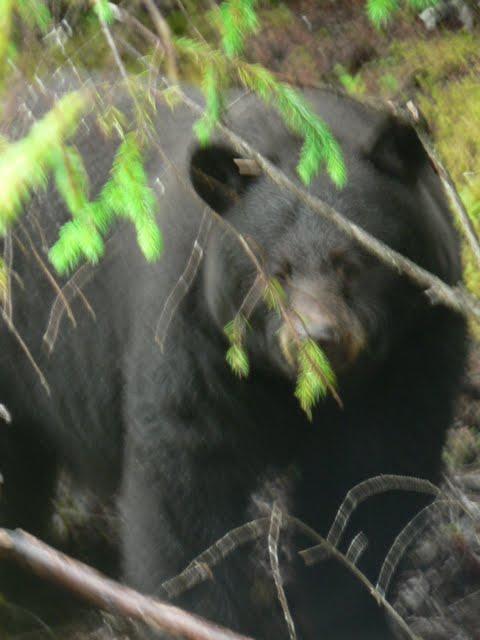 Alaskan Cruise: Mendenhall's East Glacier Trail