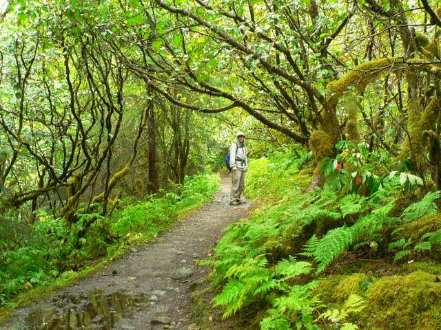 Alaskan Cruise: Mendenhall's East Glacier Trail