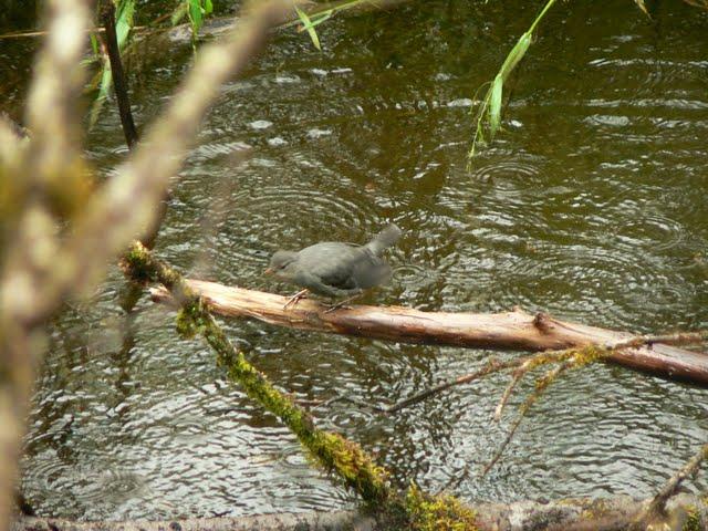 Alaskan Cruise: Mendenhall's East Glacier Trail