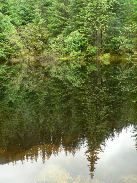 Alaskan Cruise: Mendenhall's East Glacier Trail