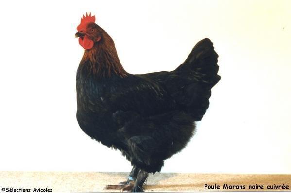Poule-Marans.jpg