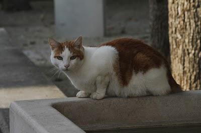 Commercy : l'homme, les enfants et le chat