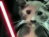 Star Wars avec chats