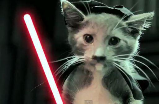 sw kitten Star Wars: Les chattons contre attaquent