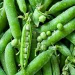 Petit Pois, the end!