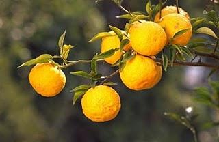 Yujacha (Yuzu) - le confithé aux citrons coréens