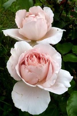 Les jours se suivent et se ressemblent...La météo est tou...