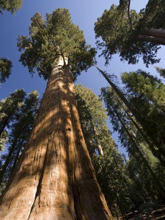 falzone-michele-california-sequoia-national-park-general-sherman-tree-usa