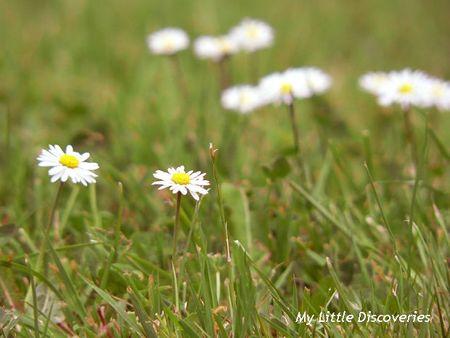 Pâquerettes P1090844