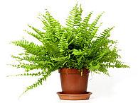 nephrolepis-1.jpg