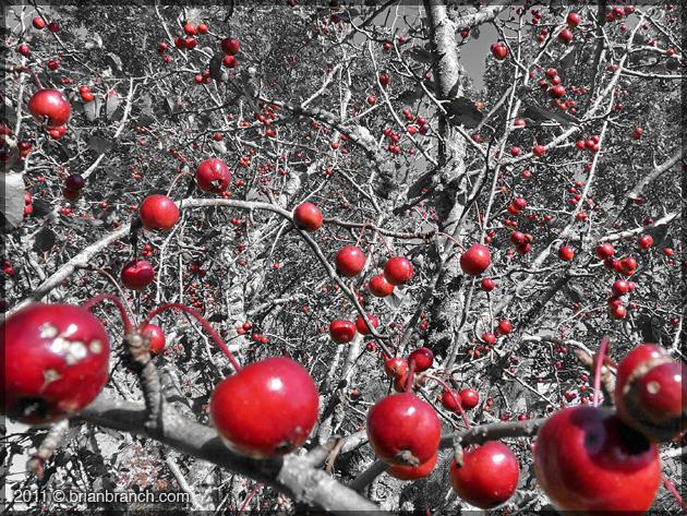 P1190185_crab_apples
