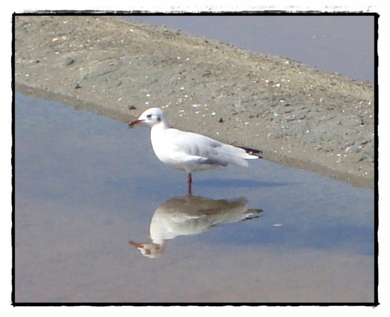 Visite des salines des Sables d'Olonne, 5 septembre 2011