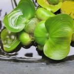 Jardin4_3 Jacinthe d'eau