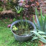 Mon jardin aquatique