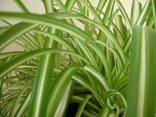 Chlorophytum belle plante dépolluante d'appartement
