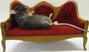 La PARESSE, une question de gènes ? – PNAS