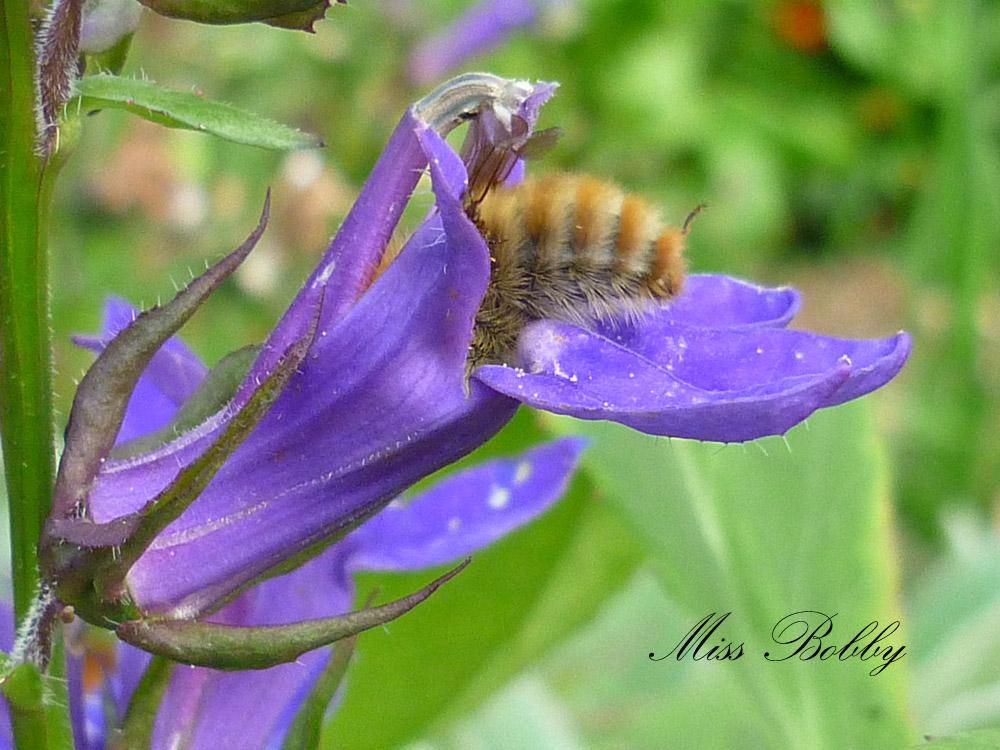 Miss Bobby_Fleur Plein de choses