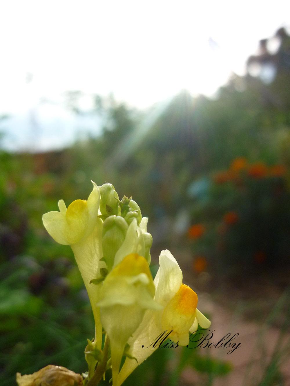 Miss Bobby_Fleur Plein de choses