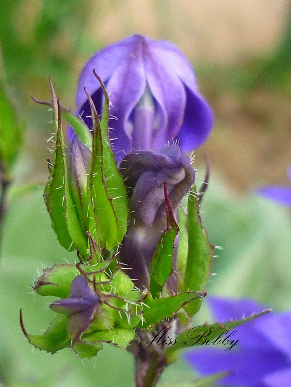 Miss Bobby_Fleur Plein de choses