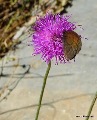 Premières neiges...