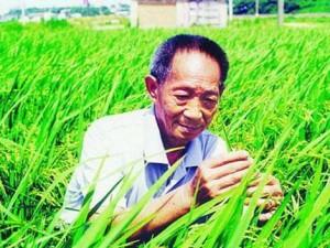 Record de production de riz hybride en Chine