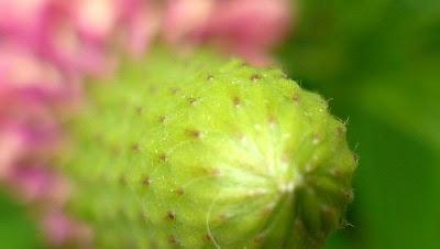 C'est un jardin extraordinaire...