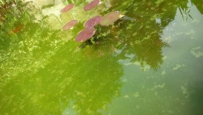 C'est un jardin extraordinaire...