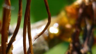 C'est un jardin extraordinaire...