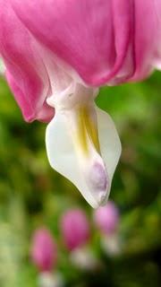 C'est un jardin extraordinaire...