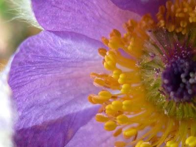 C'est un jardin extraordinaire...