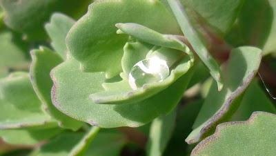 C'est un jardin extraordinaire...