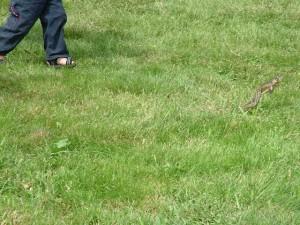 kid-runaway-frog-AndreaSchwartz-CC-ND-SA Soyons convenus (ou comment en avoir marre de discuter)