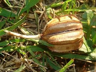 Achetez la beauté des Alpes !