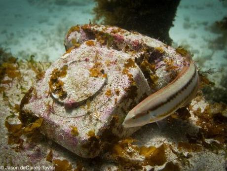 jasondecairetaylor 7 Underwater Sculpture : quand lart fait corps avec la nature arty underwater scupture Art 