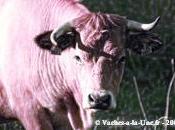 mistigri socialistes