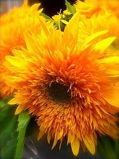 Les pétales de la liberté pour les cinéastes iraniens emprisonnés