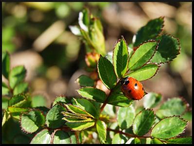 coccinelle