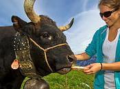 Désalpe Pépinet: rendez-vous samedi!