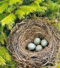 technique du coucou, article invité, megaredacteur