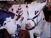 L’Europe affameur pauvres