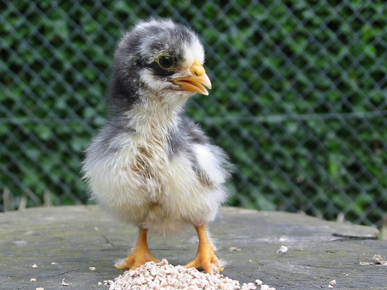 Le Cameroun expérimente une nouvelle approche pour la santé animale