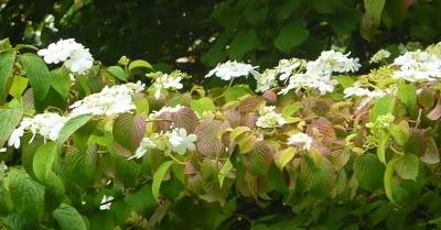 Se promener,S'aérer,Observer,Admireren quête de Nature,de...