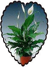 39523507spathiphyllum2-jpg.jpg