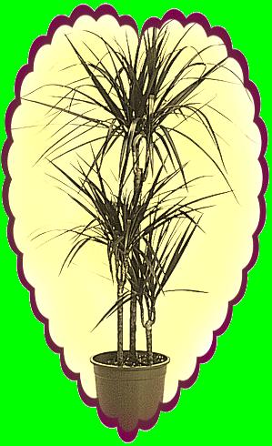 dracaena-copie-1.gif