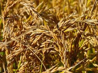 Rizières en Camargue