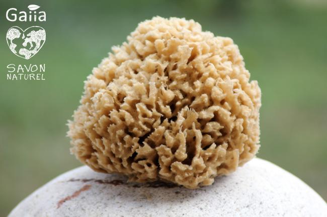 Des éponges naturelles en direct de la Méditerranée bientôt chez Gaiia !