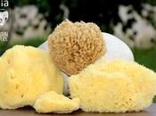 éponges naturelles direct Méditerranée bientôt chez Gaiia