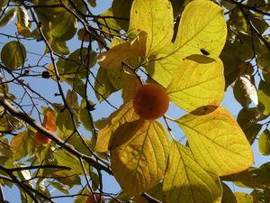 Couleurs et saveurs de là-bas ... Japon_Kyoto_2009_2869