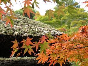 Couleurs et saveurs de là-bas ... Japon_Kyoto_2009_2021